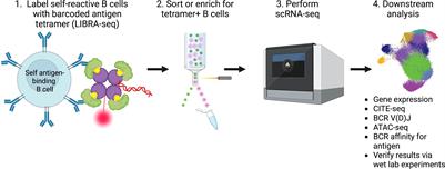 Application of single-cell RNA sequencing methods to develop B cell targeted treatments for autoimmunity